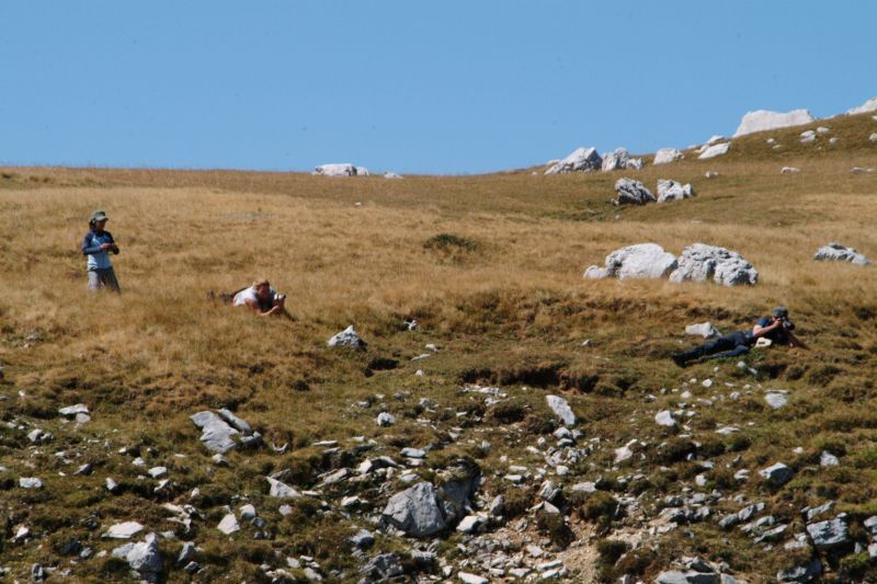 le mie prime foto ai camosci d''abruzzo